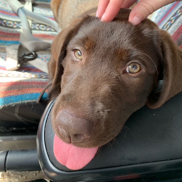 Meet your Posher, Hannah - Picture 1 of 1